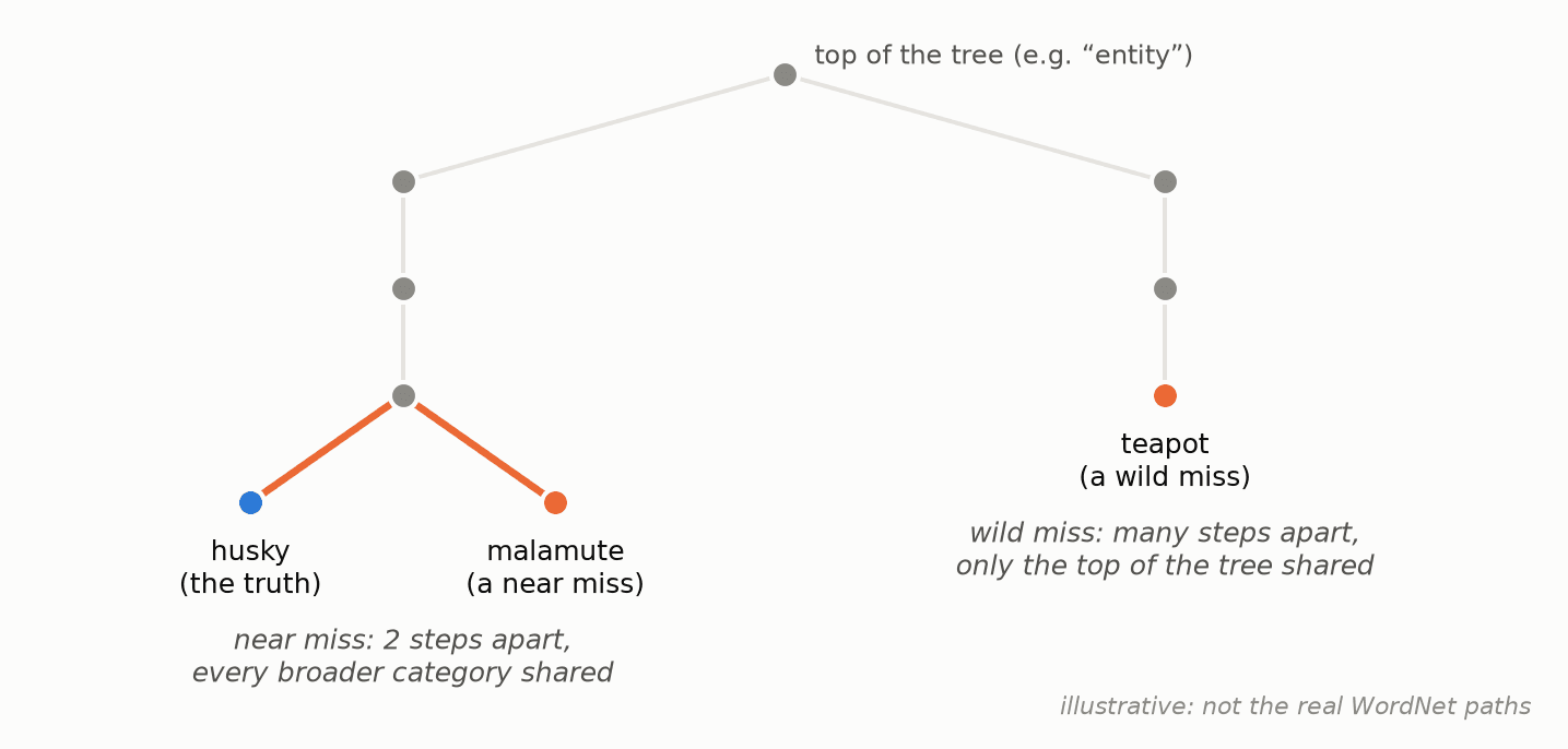 Not all wrong answers are equally wrong. A guess that lands close in the tree (malamute) is a better mistake than one far away (teapot).