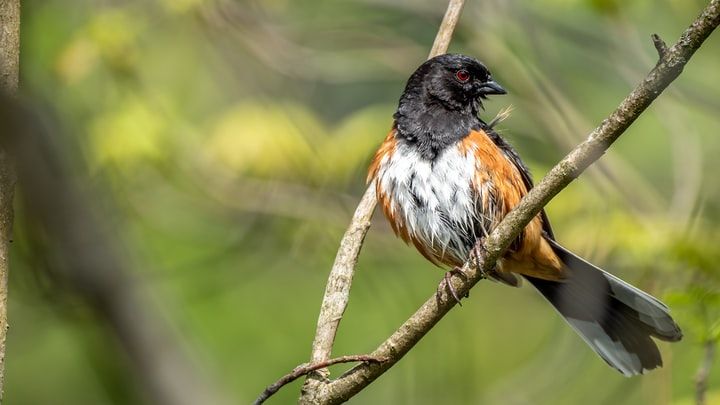 An Eastern Towhee. Photo by Patrice Bouchard.